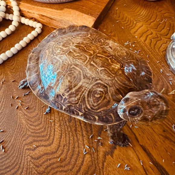 VTG Taxidermy Turtle Made in Mexico, great display piece - Picture 3 of 12
